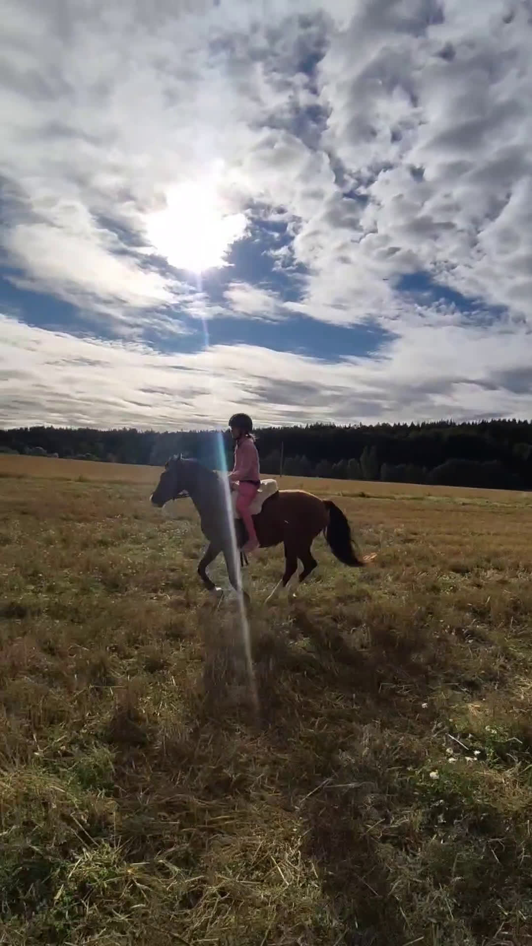 Allround hästar sökes: Ponnyn köpes, ung eller äldre och rutinerad  - Video 3