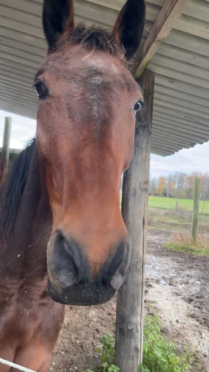 Trav hästar till salu: Trevlig valack till trav/ridning eller licenshäst i Klintehamn - Video 1