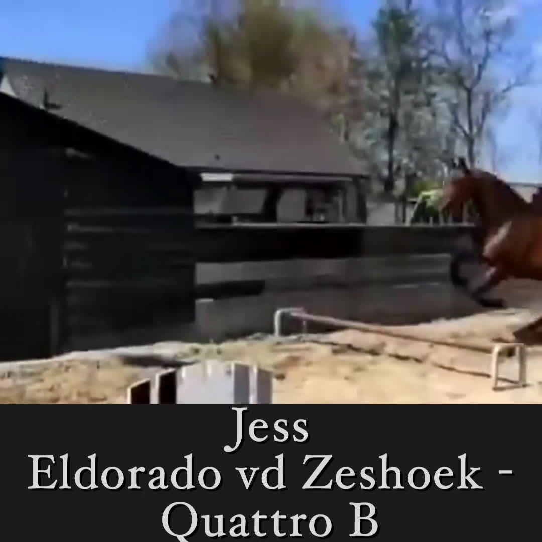 Avelshästar hästar till salu: Avelssto med toppklass möderne  - Video 1