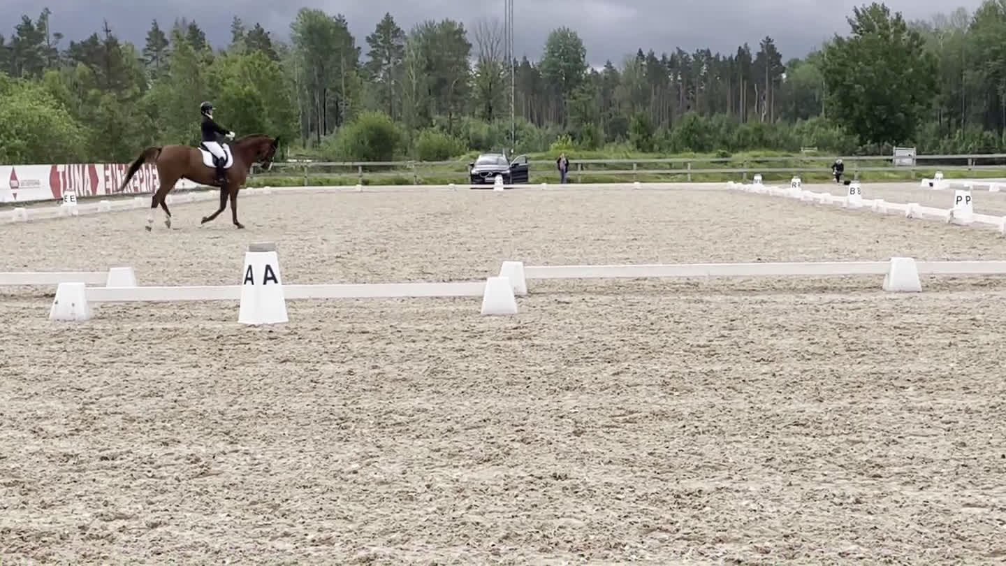 Dressyr hästar till salu: Fantastisk läromästare i Västerås - Video 3