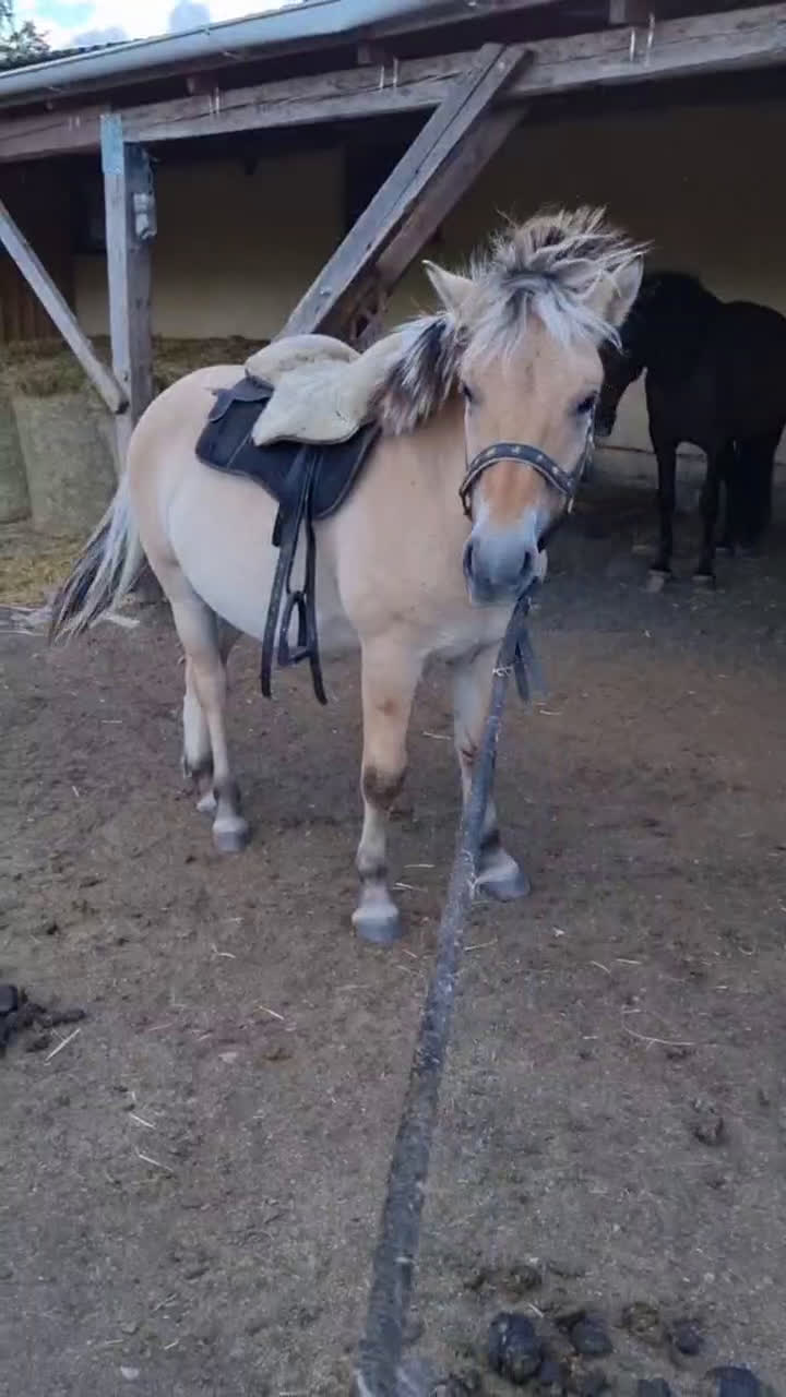 Övrigt hästar till salu: blivande livsförsäkring fjordis 1år i Ruda - Video 3