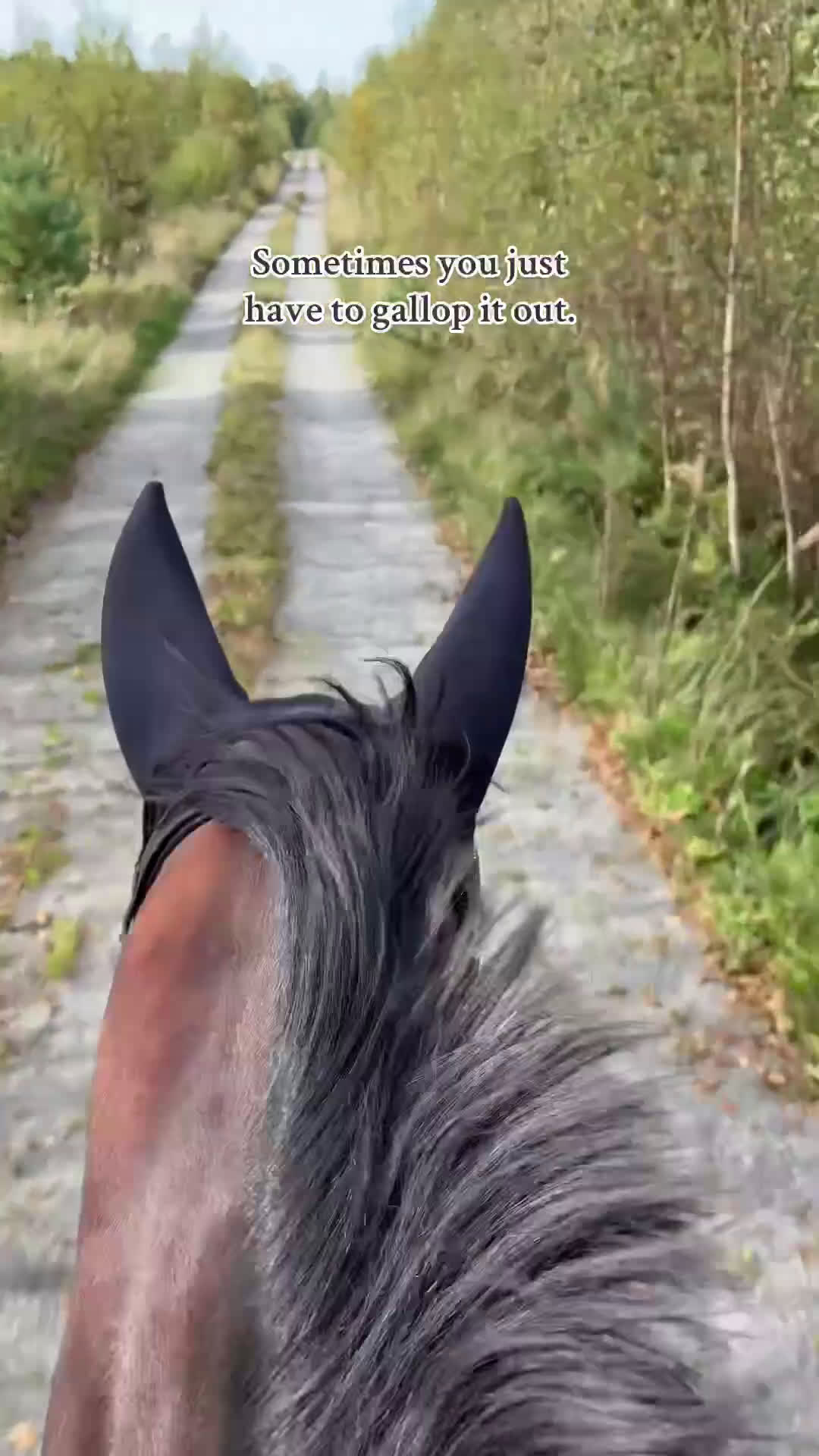 Allround hästar till salu: Intressekoll: Pigg och rolig hobbyhäst i Norrtälje - Video 3