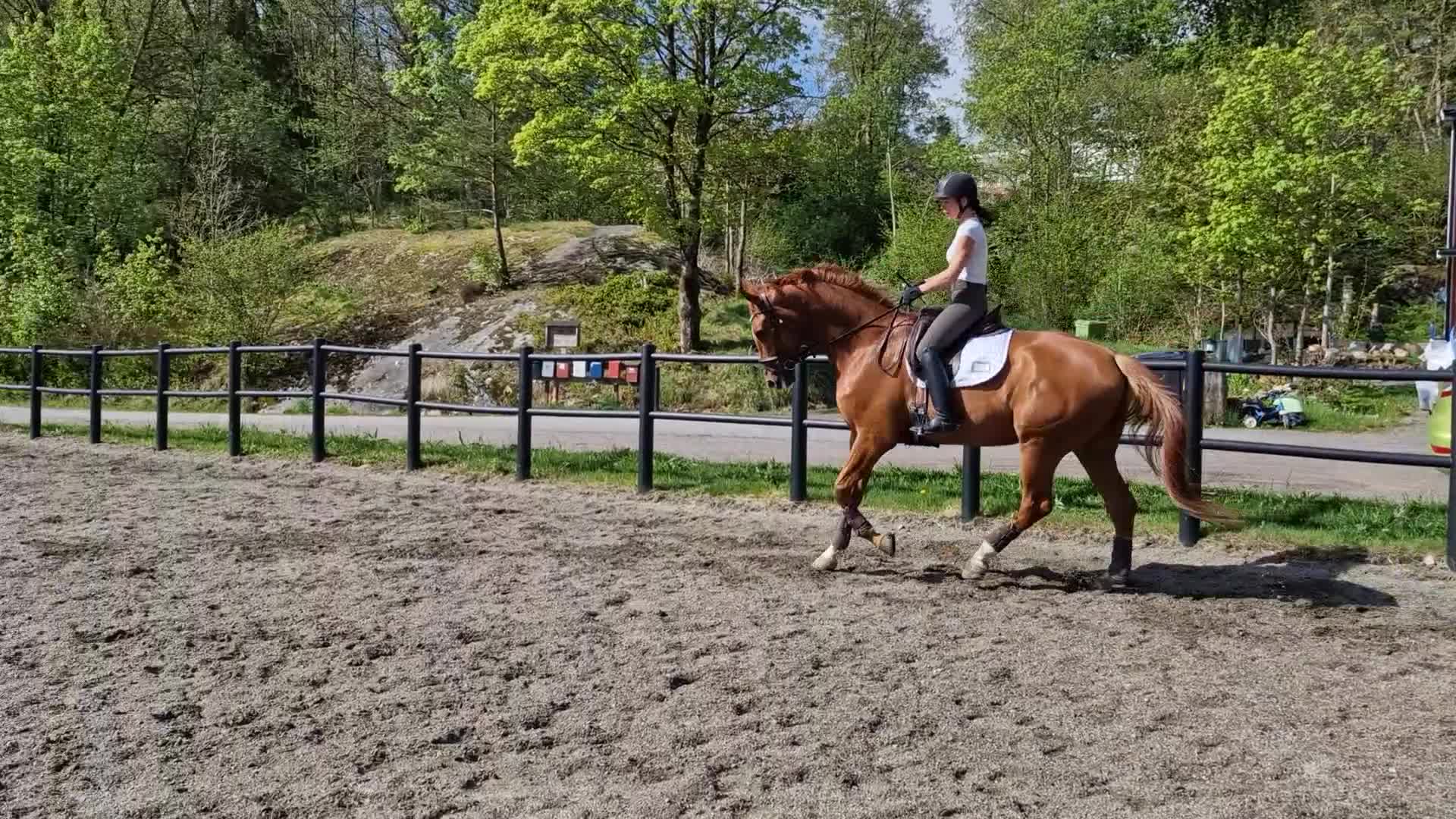 Dressyr hästar till salu: Talangfull valack för träning och tävling  - Video 1