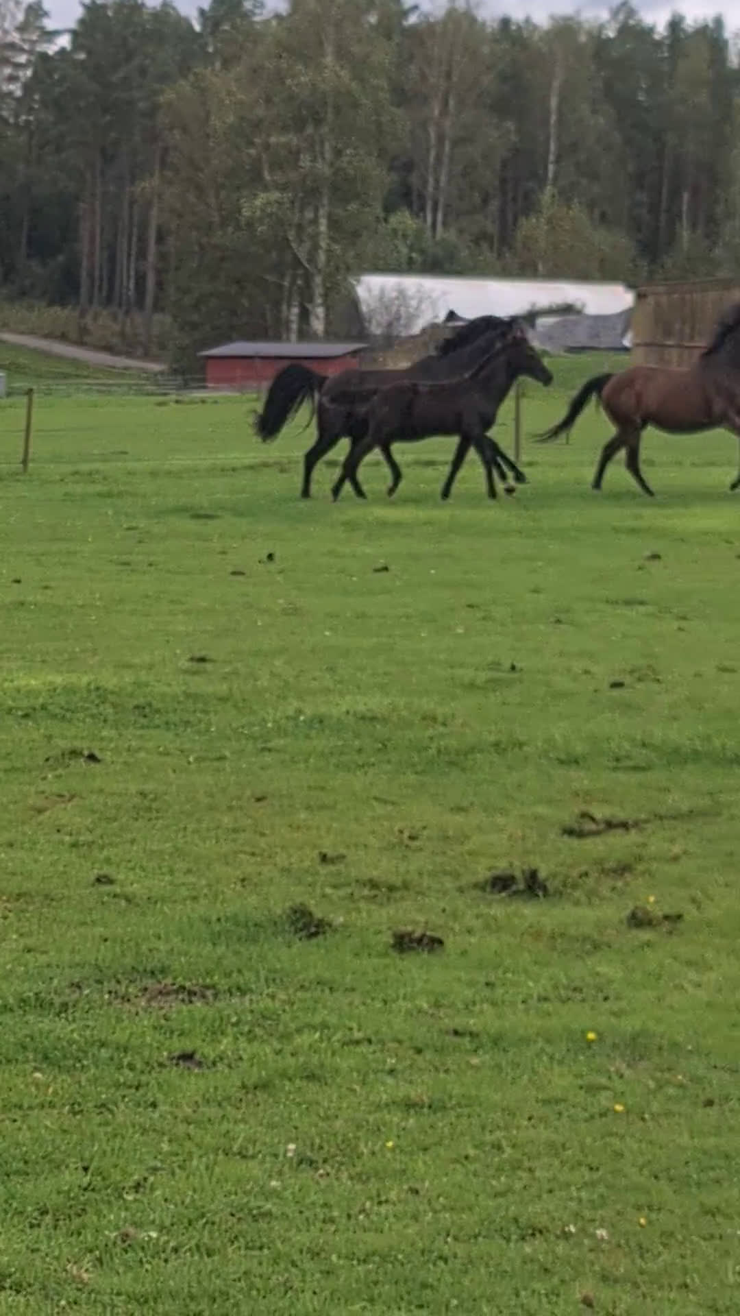 Dressyr hästar till salu: Svart Hingst Föl efter Bon Couer/Fürst Belissaro i Strömstad - Video 3