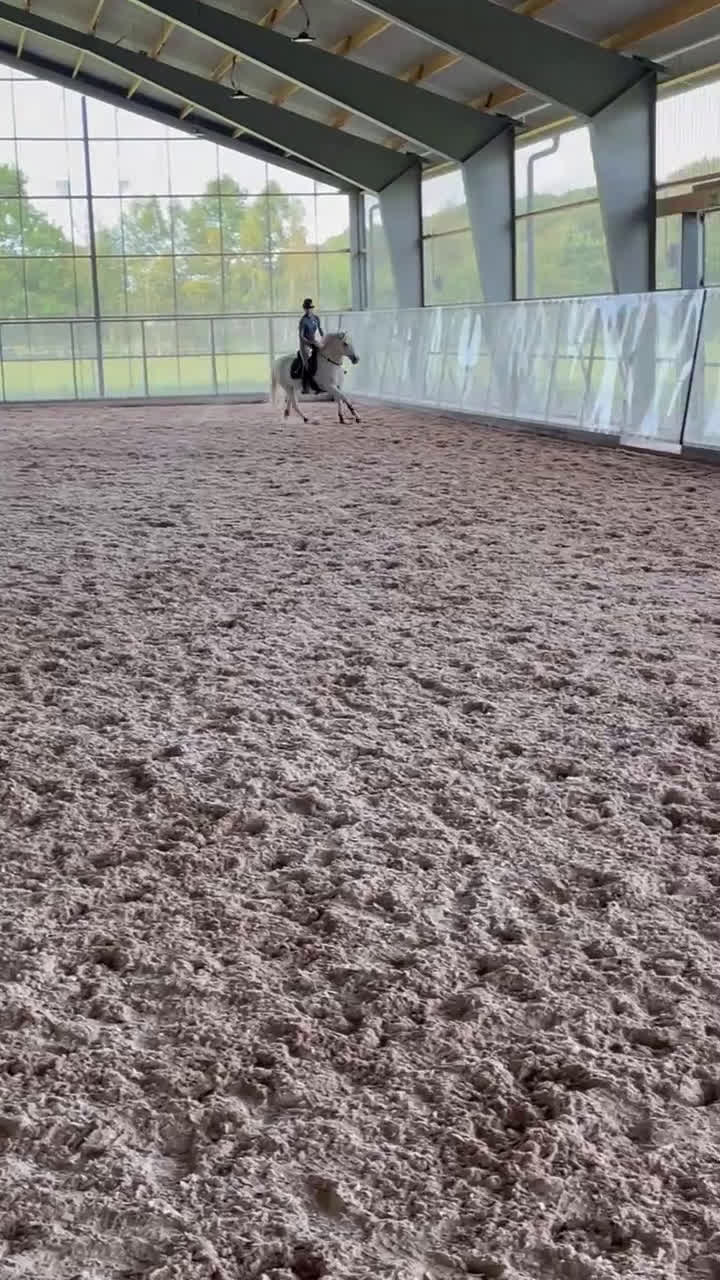 Allround hästar till salu: Drömponny för valfri gren 🌟 - Video 2