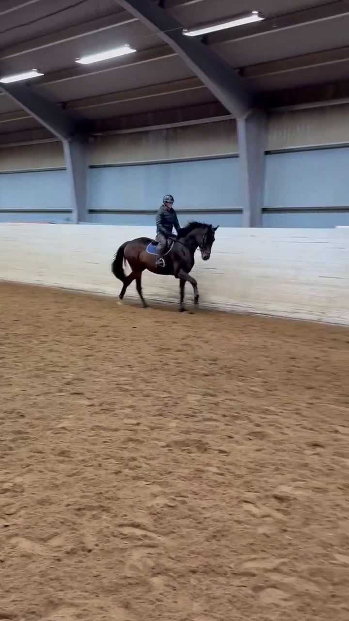 Hoppning hästar till salu: Framtidshäst -21 - Video 2