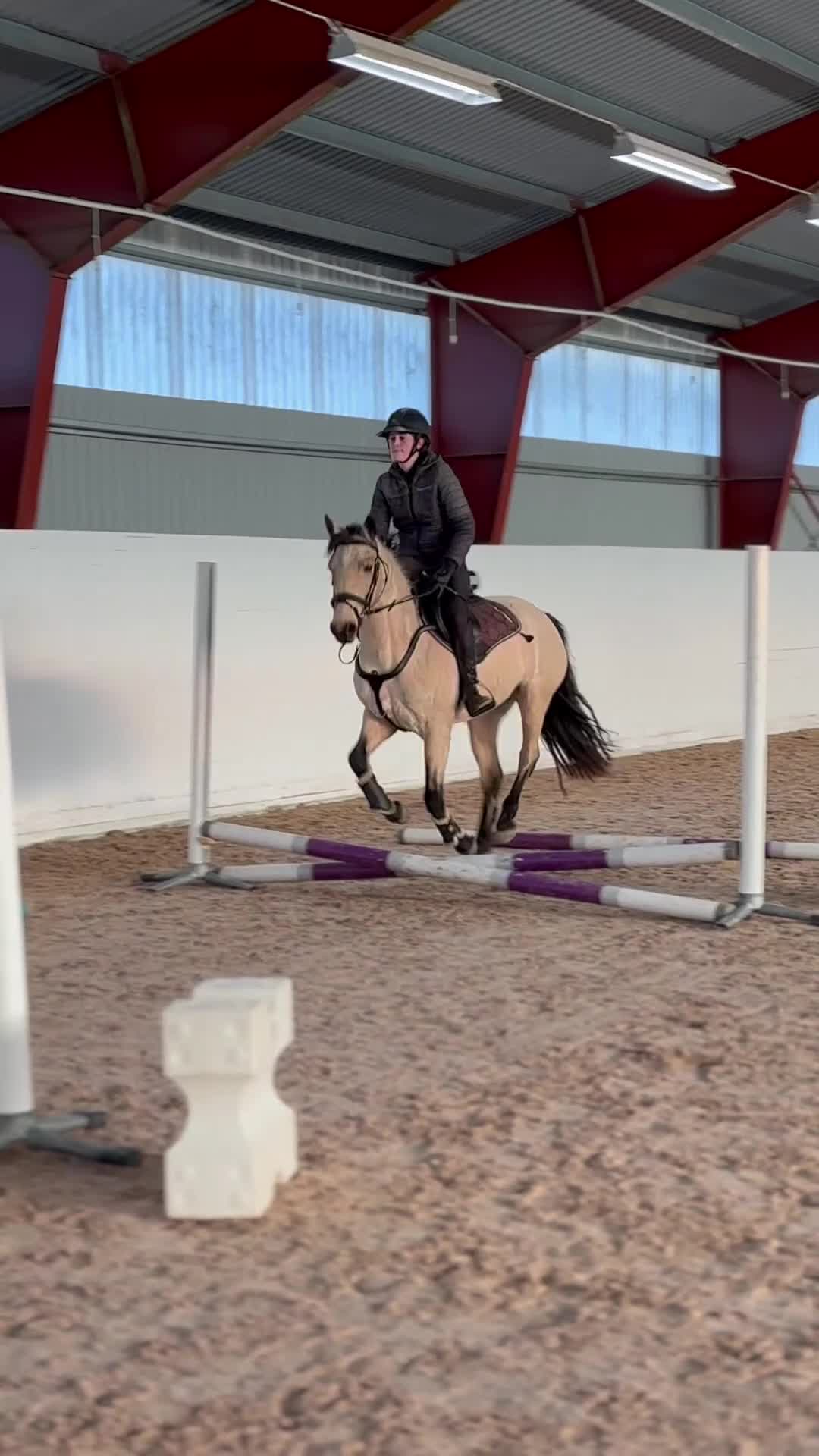 Hoppning hästar till salu: Sockersött 5-årigt svenskfött Connemarasto - Video 1