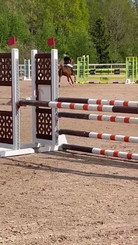 Hoppning hästar till salu: Snäll & snygg c-ponny som gått de stora klasserna - Video 1