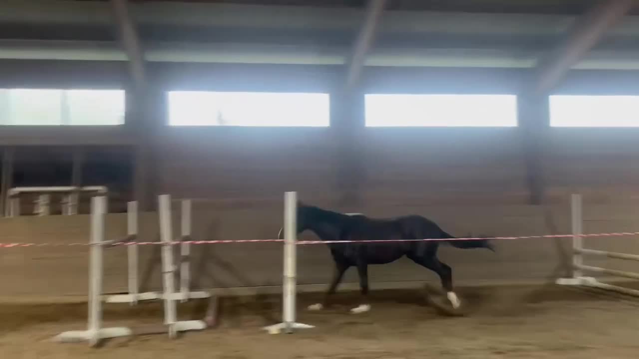 Allround hästar till salu: Flott Hingst för framtiden  - Video 2
