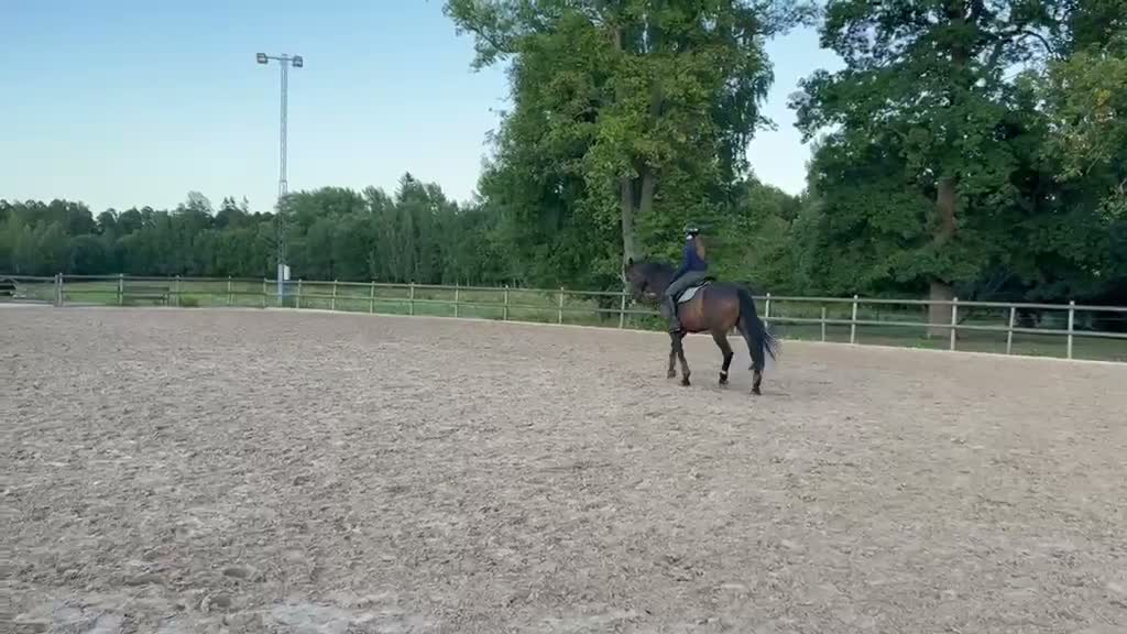 Allround hästar till salu: Tävlings/träningskompis  - Video 1