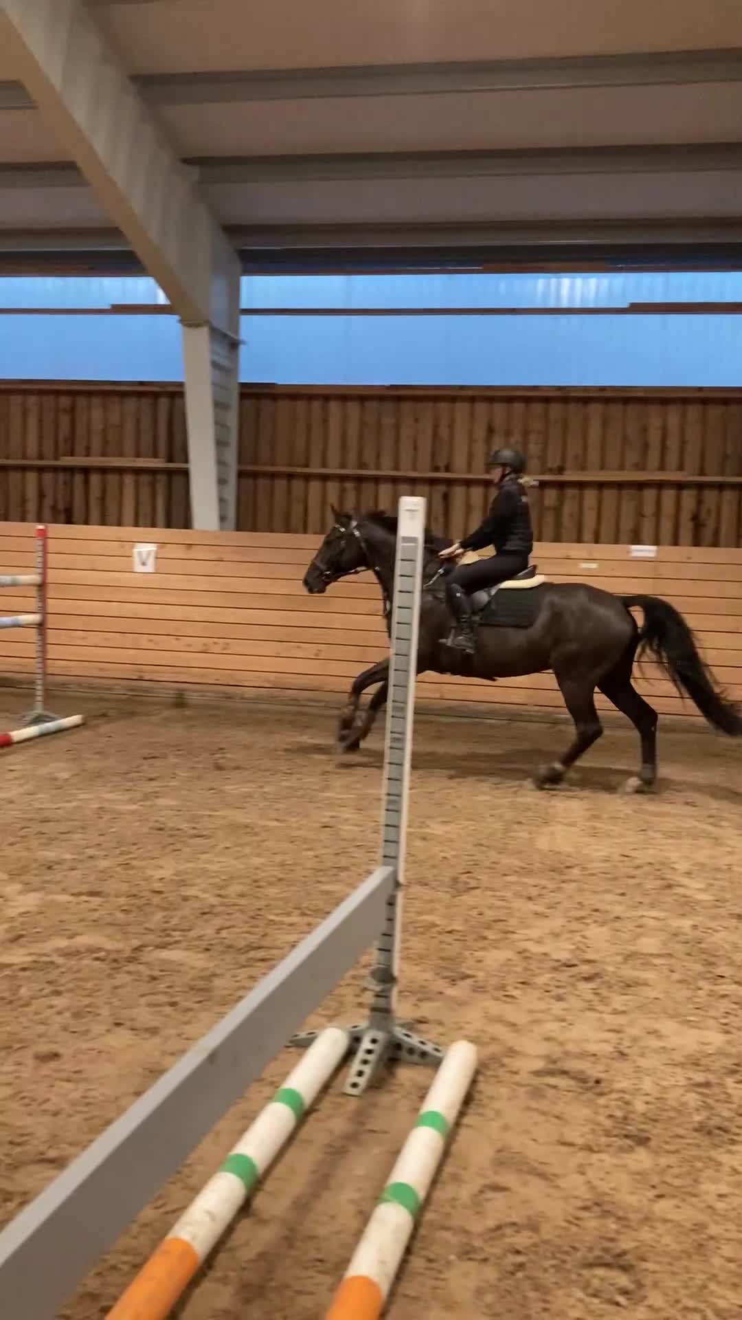 Allround hästar till salu: Lyxig hobbyhäst med ett hjärta av guld i Bonässund - Video 5