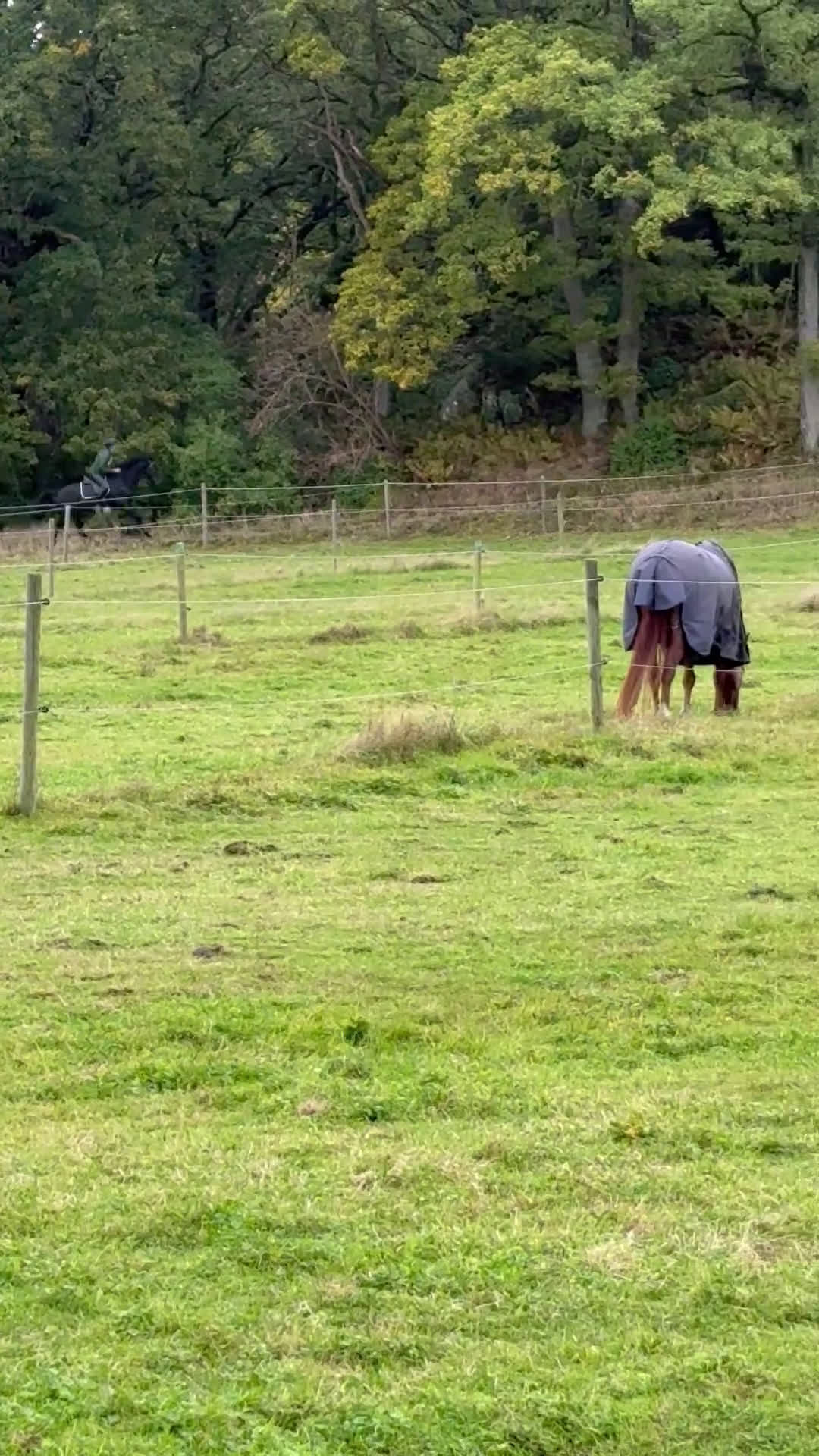 Allround hästar till salu: Snäll åttaåring säljes i Torslanda - Video 2