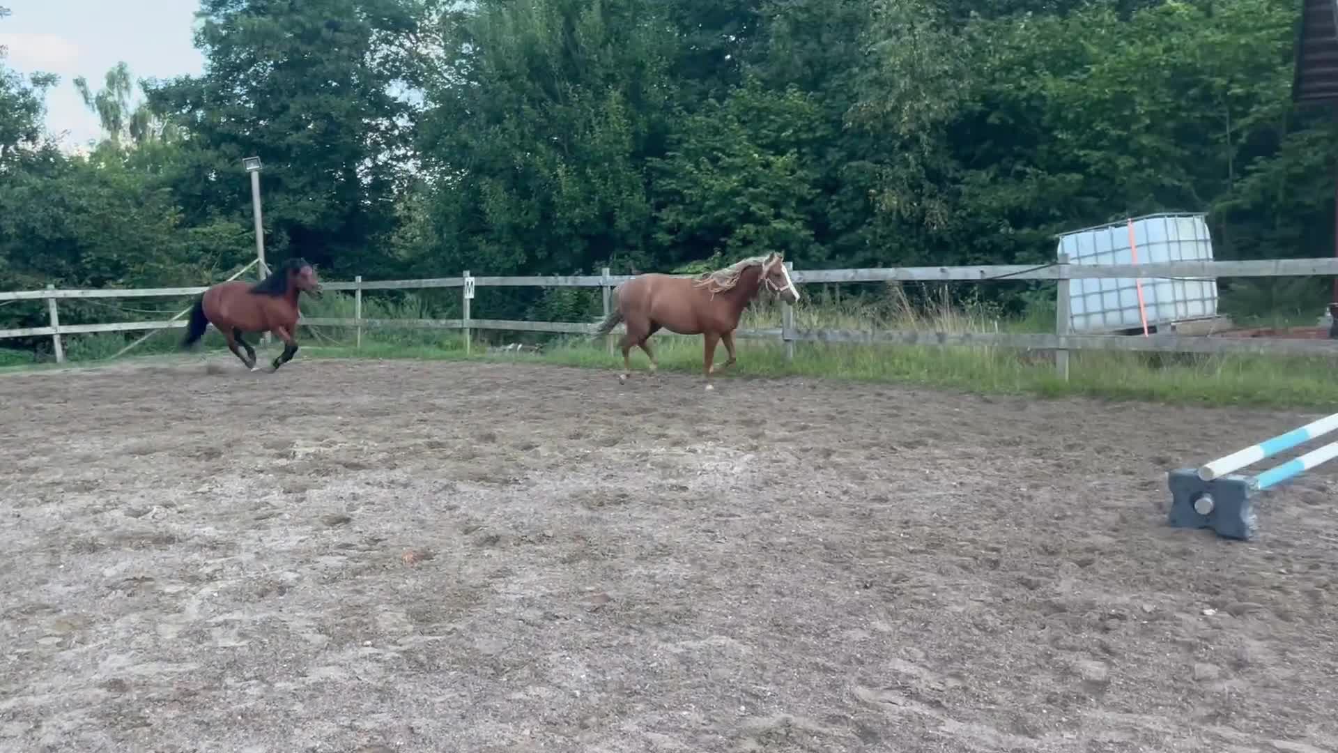 Allround hästar till salu: Fina Carenz söker sitt nya hem - Video 3