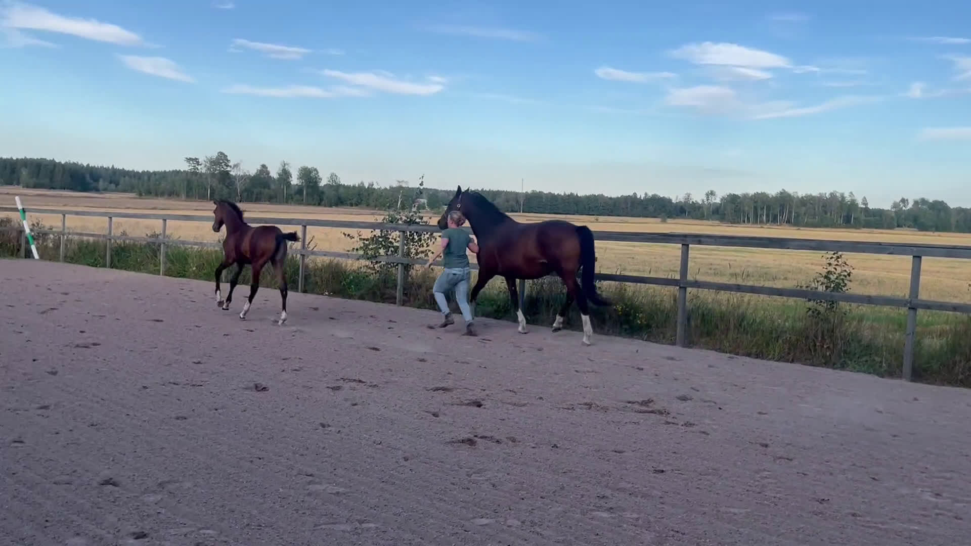 Fälttävlan hästar till salu: Prissänkt! Sto -25 Fälttävlansämne, supersocial! i Väring - Video 5