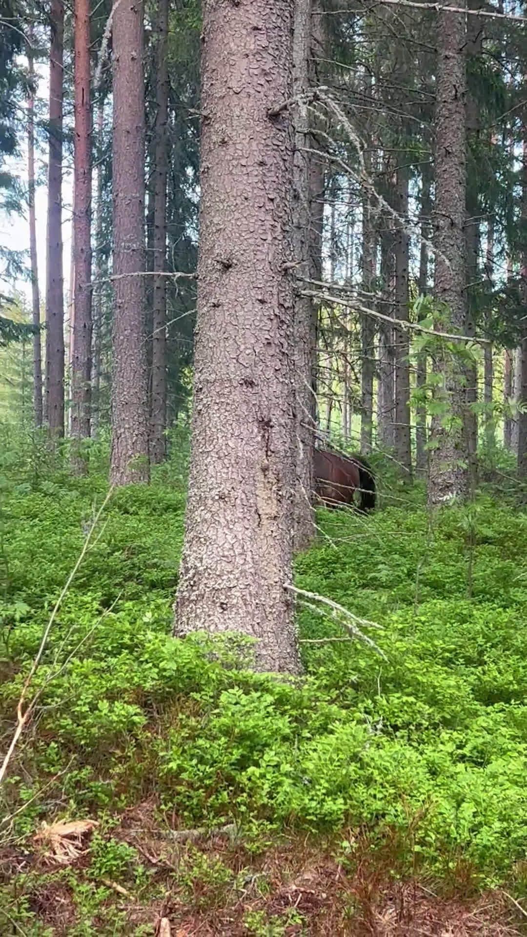 Allround hästar till salu: Söt Welsh Mountain  i Bjästa - Video 1