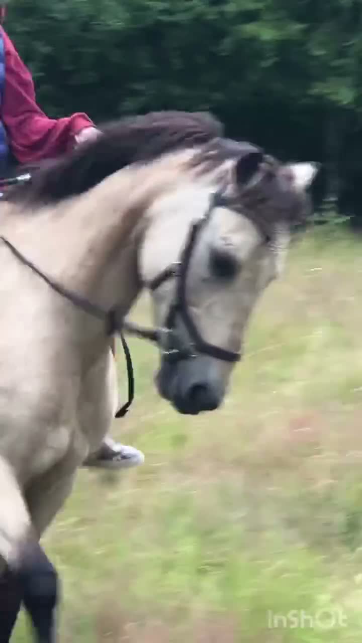 Allround hästar till salu: Ponny för hobby eller som projekt - Video 1