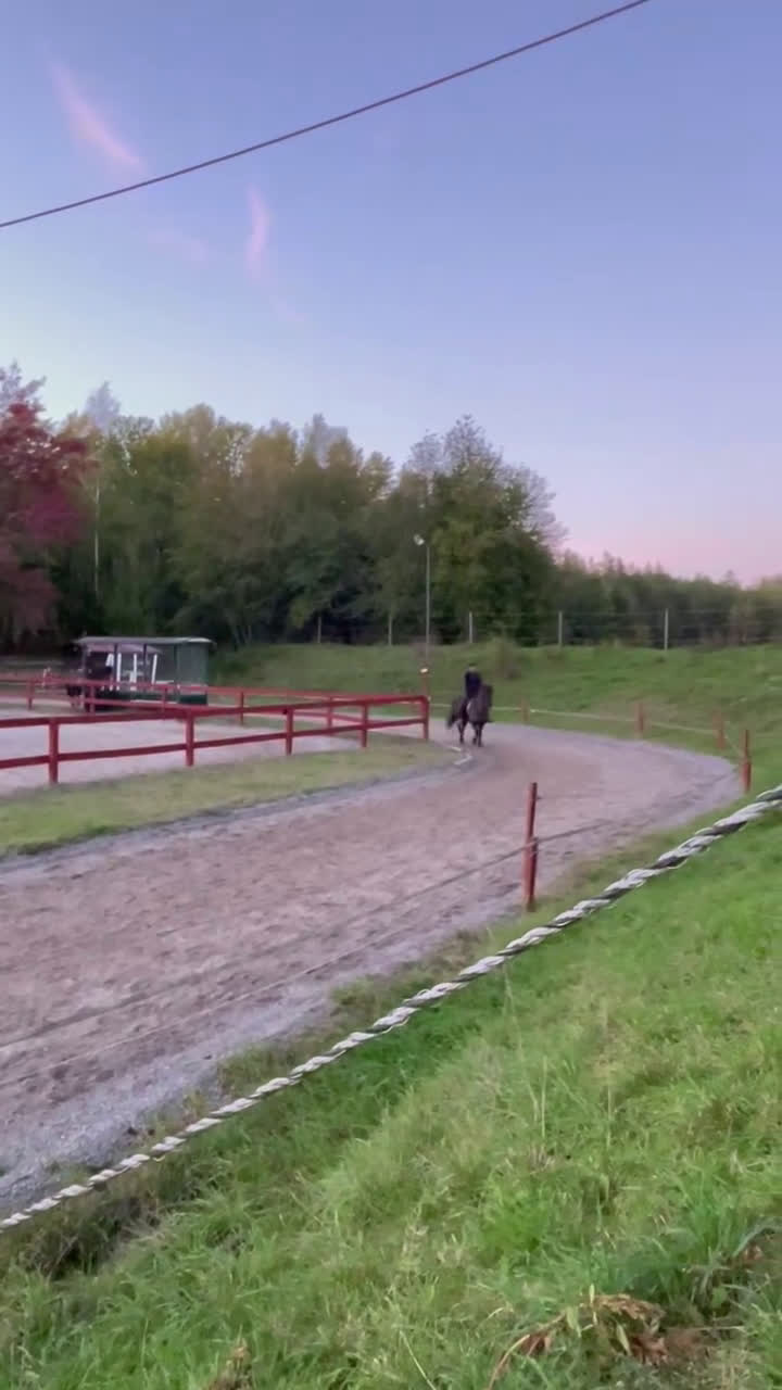  medryttarhäst sökes: Söker medryttarhäst (islandshäst) - Video 2