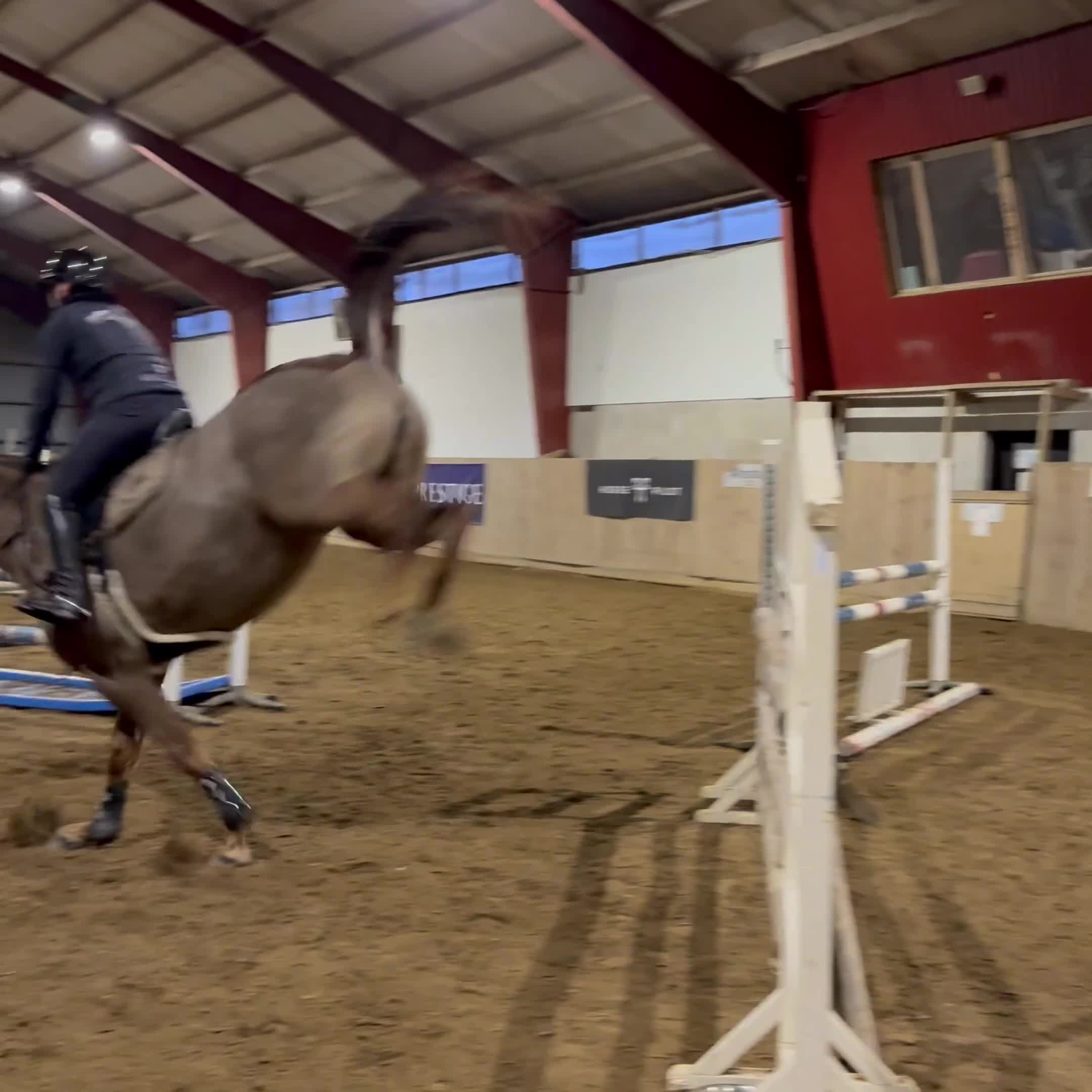 Allround hästar till salu: Lyxig allroundhäst - Video 2