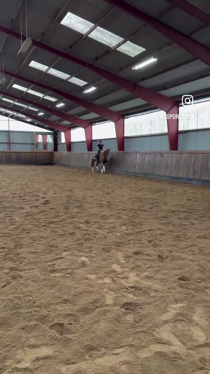Dressyr hästar till salu: Drömhäst till salu! - Video 1