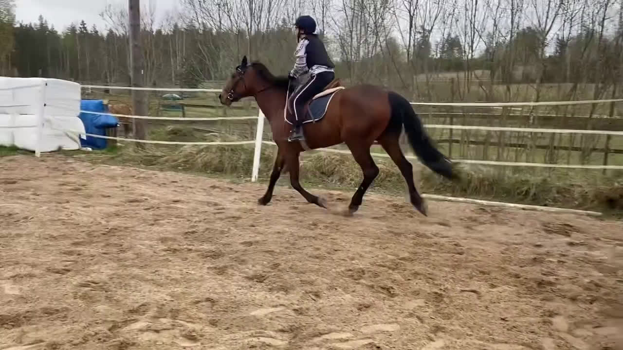 Övrigt hästar till salu: SMÅTT AKUT🌟Inriden travare🌟 - Video 2