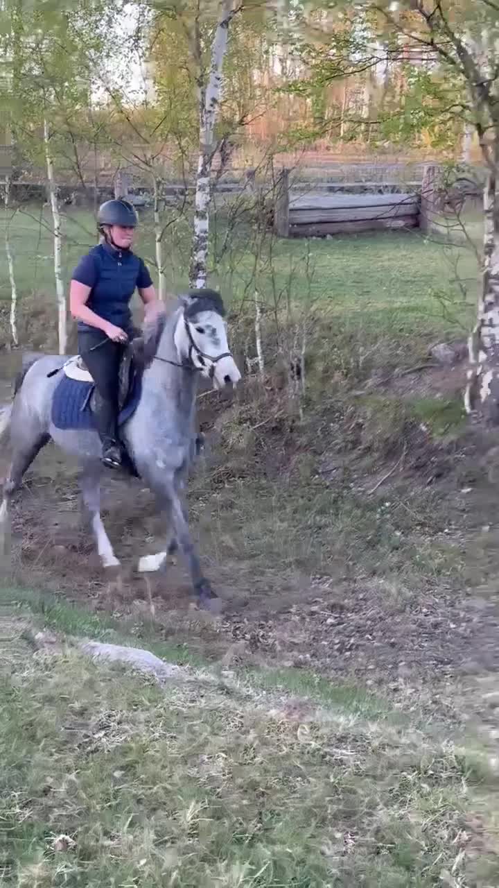 Allround hästar till salu: Välutbildad 4-åring till satsande ryttare - Video 5