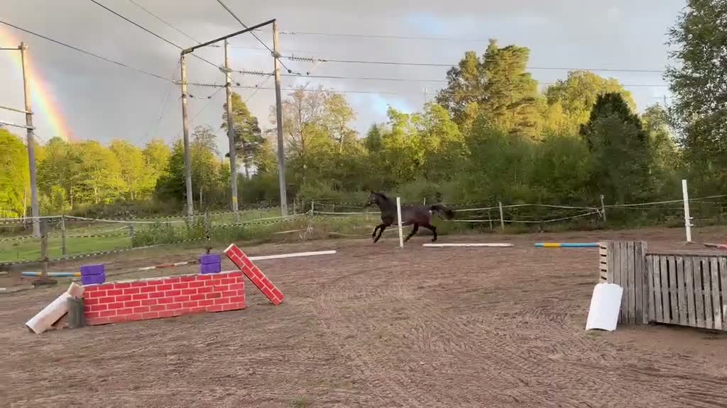 Hoppning hästar till salu: Inriden 2,5 årsvalack - Video 2