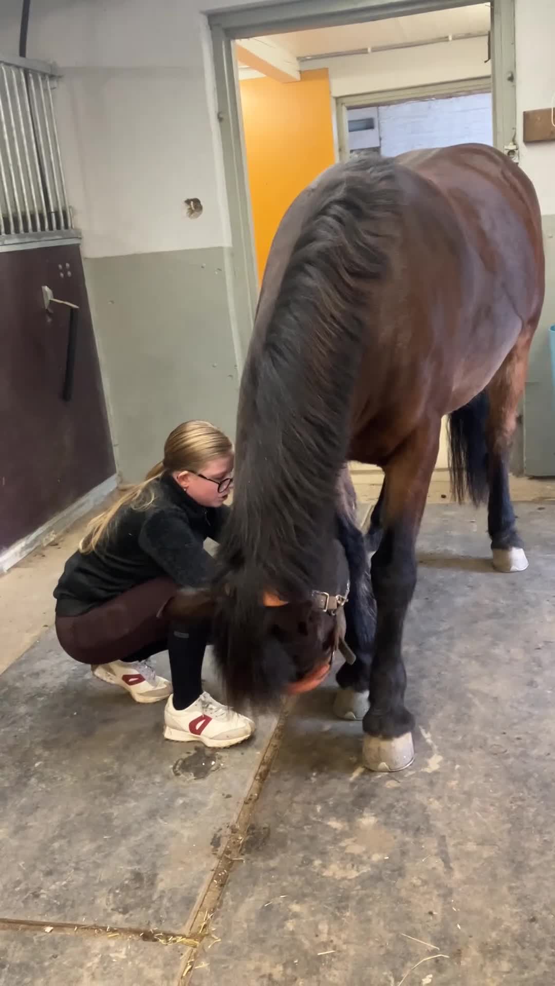 Allround hästar till salu: Trygg familjeponny! i Uddevalla - Video 4