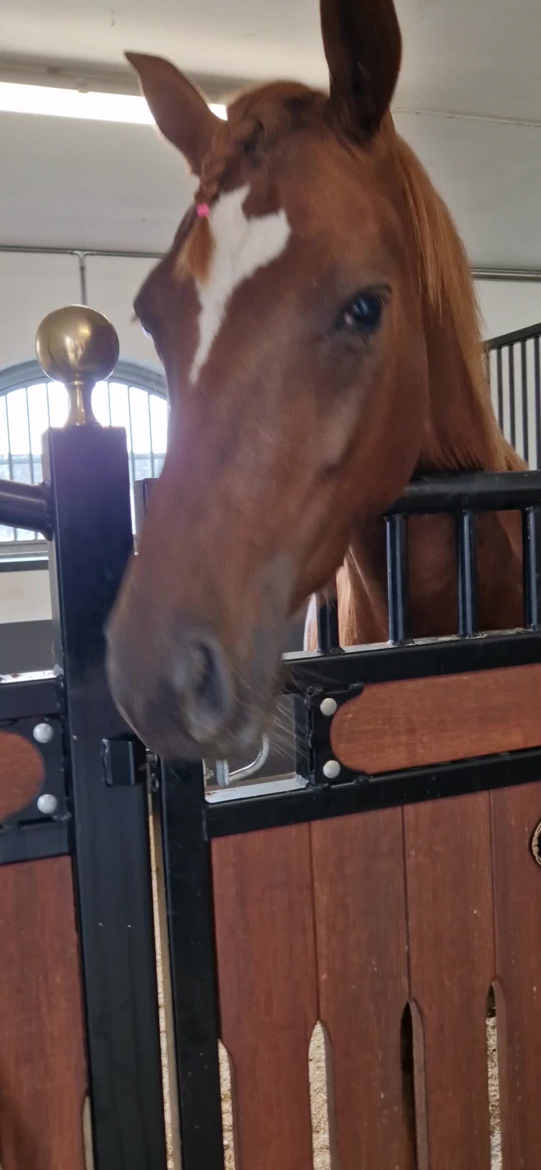 Dressyr hästar till salu: Feelize US (Vi har ytterligare ett sto tillsalu)  - Video 1