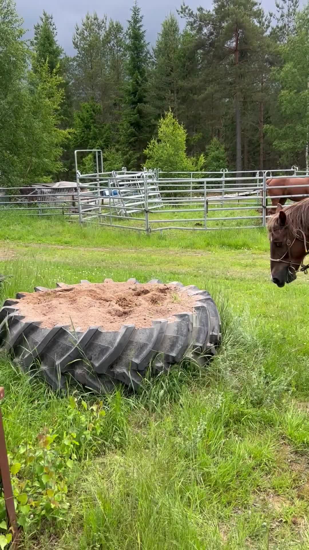 Western hästar till salu: Ståtlig valack med mycket erfarenhet  - Video 2