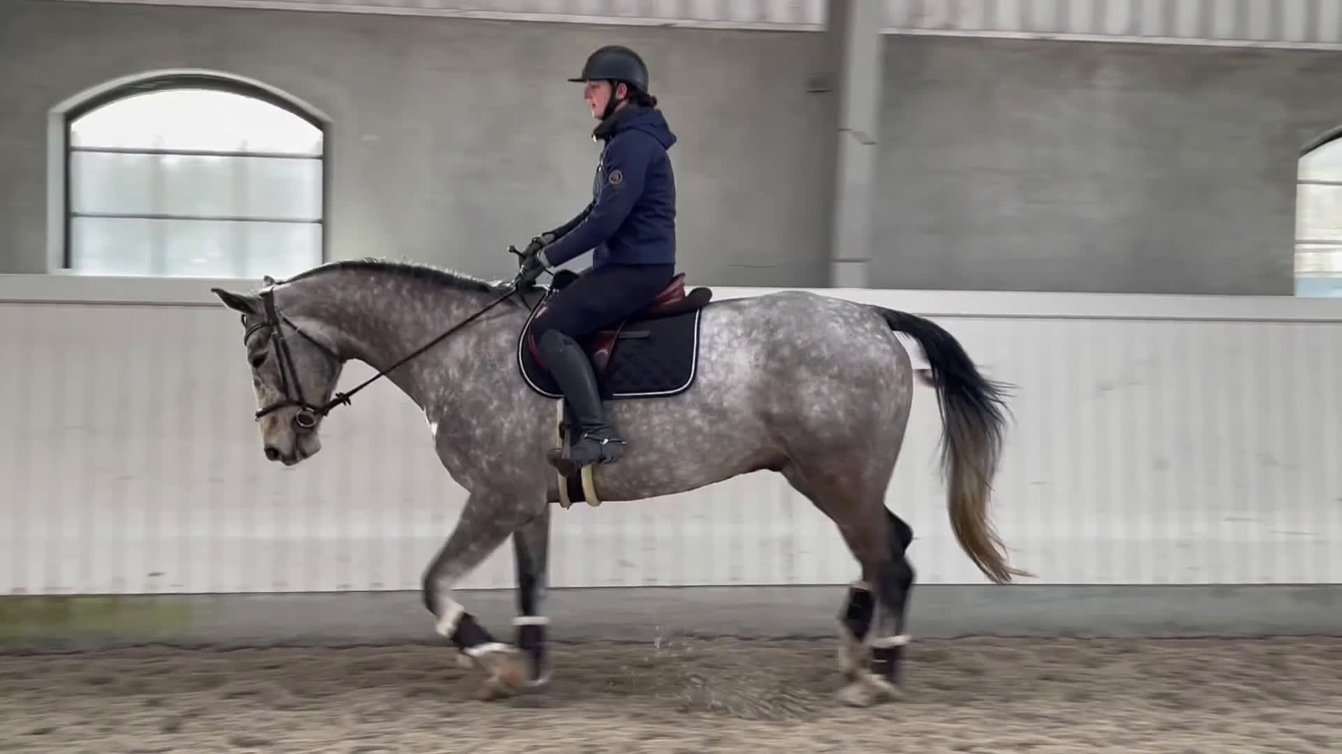 Allround hästar till salu: SWB valack - Video 2