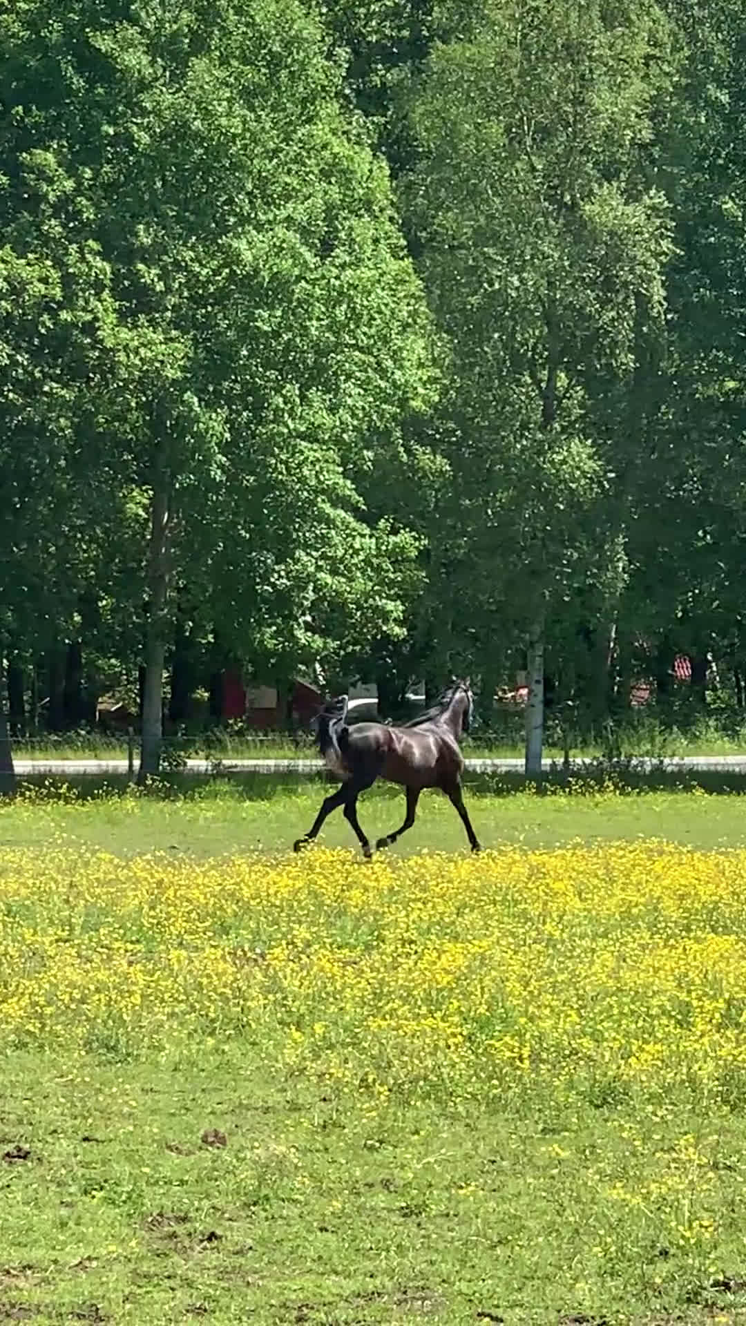 Allround hästar till salu: Projekthäst - Video 3