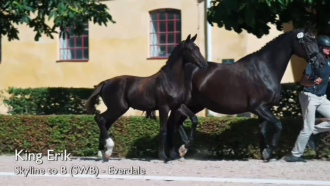 Dressyr hästar till salu: King Erik - PREMIEFÖL OBS prissänkt  i Sölvesborg - Video 2