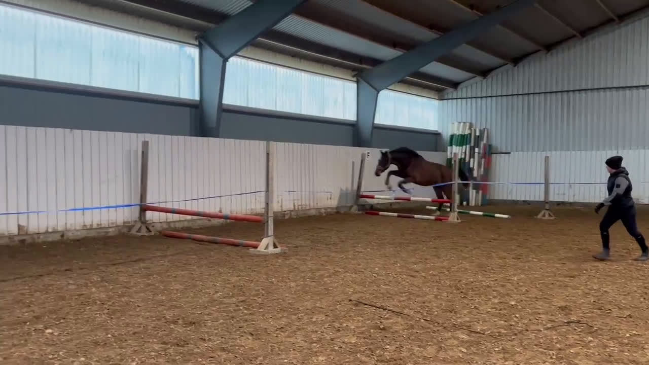 Allround hästar till salu: Supersnäll unghäst i Trelleborg - Video 5