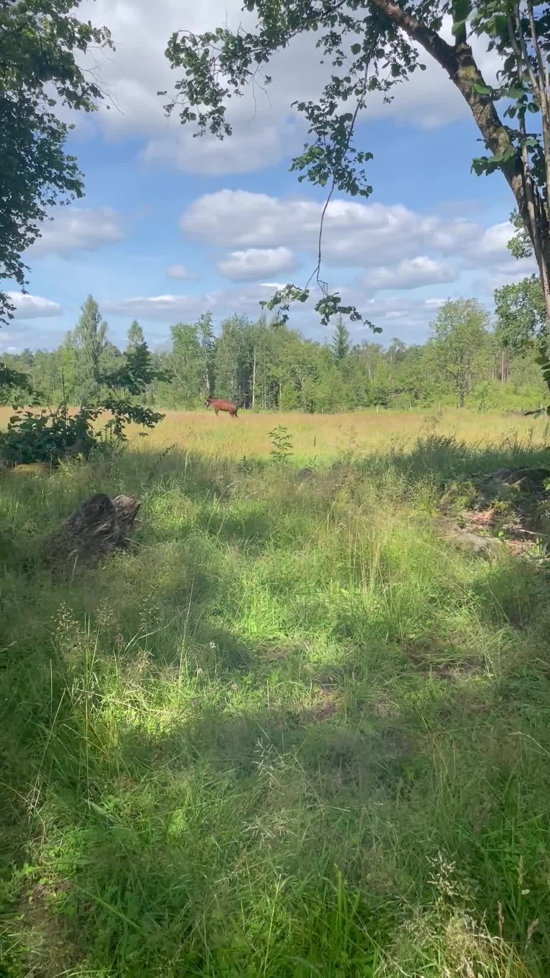  stallplats finnes: Lösdrift - Video 2