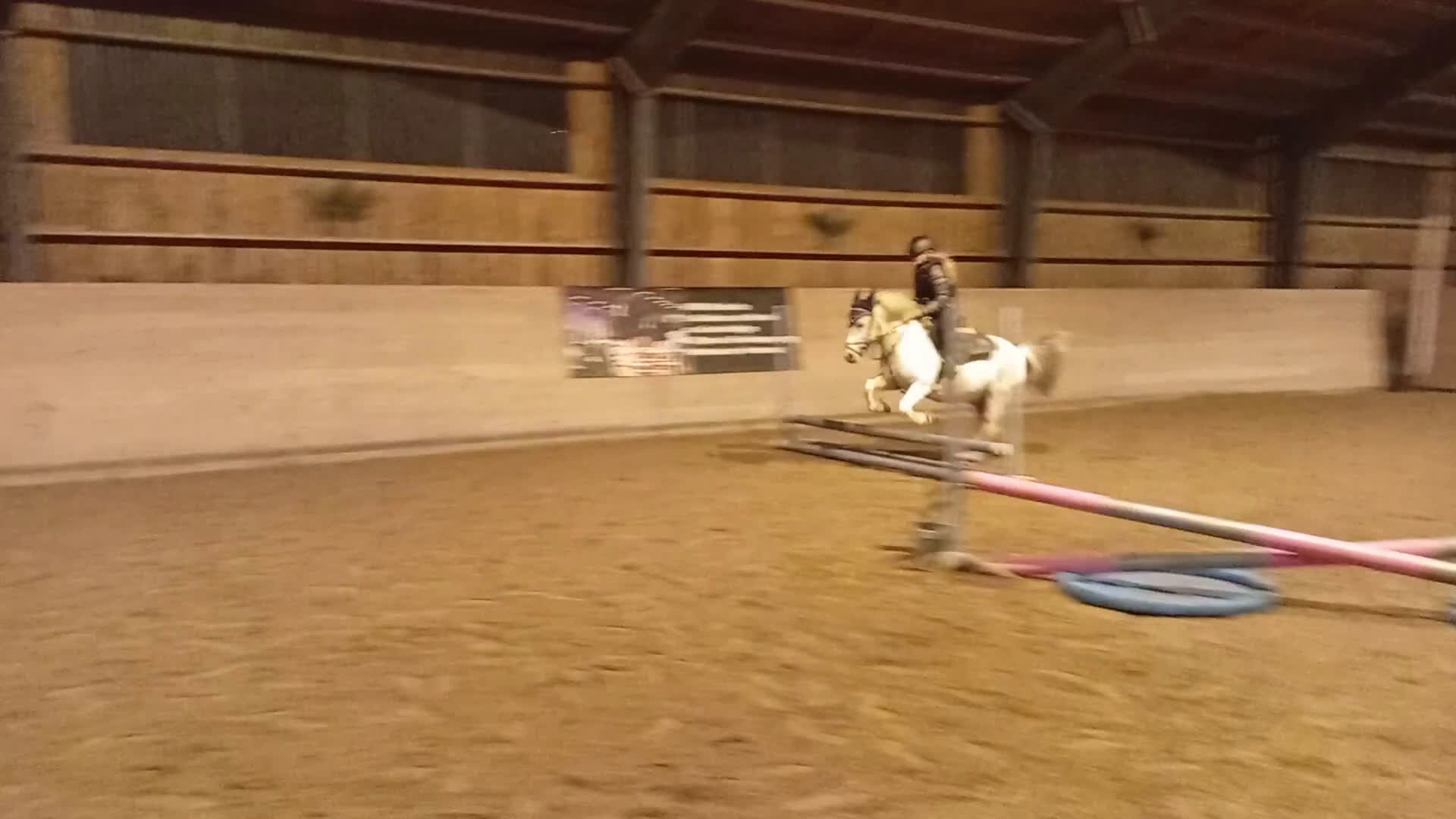 Allround hästar till salu: Ponny för den som vill tävla eller ha en bästa vän i Haverdal - Video 3