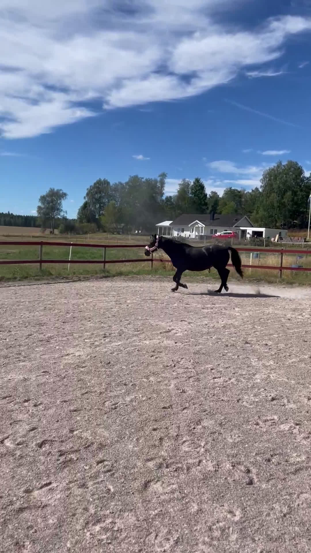 Allround hästar till salu: Fantastisk snällt sto till salu i Brålanda - Video 2