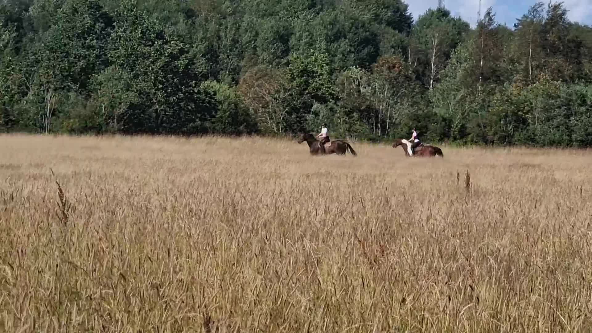 Allround hästar till salu: Fantastisk 12 årig allroundvalack säljes. - Video 1
