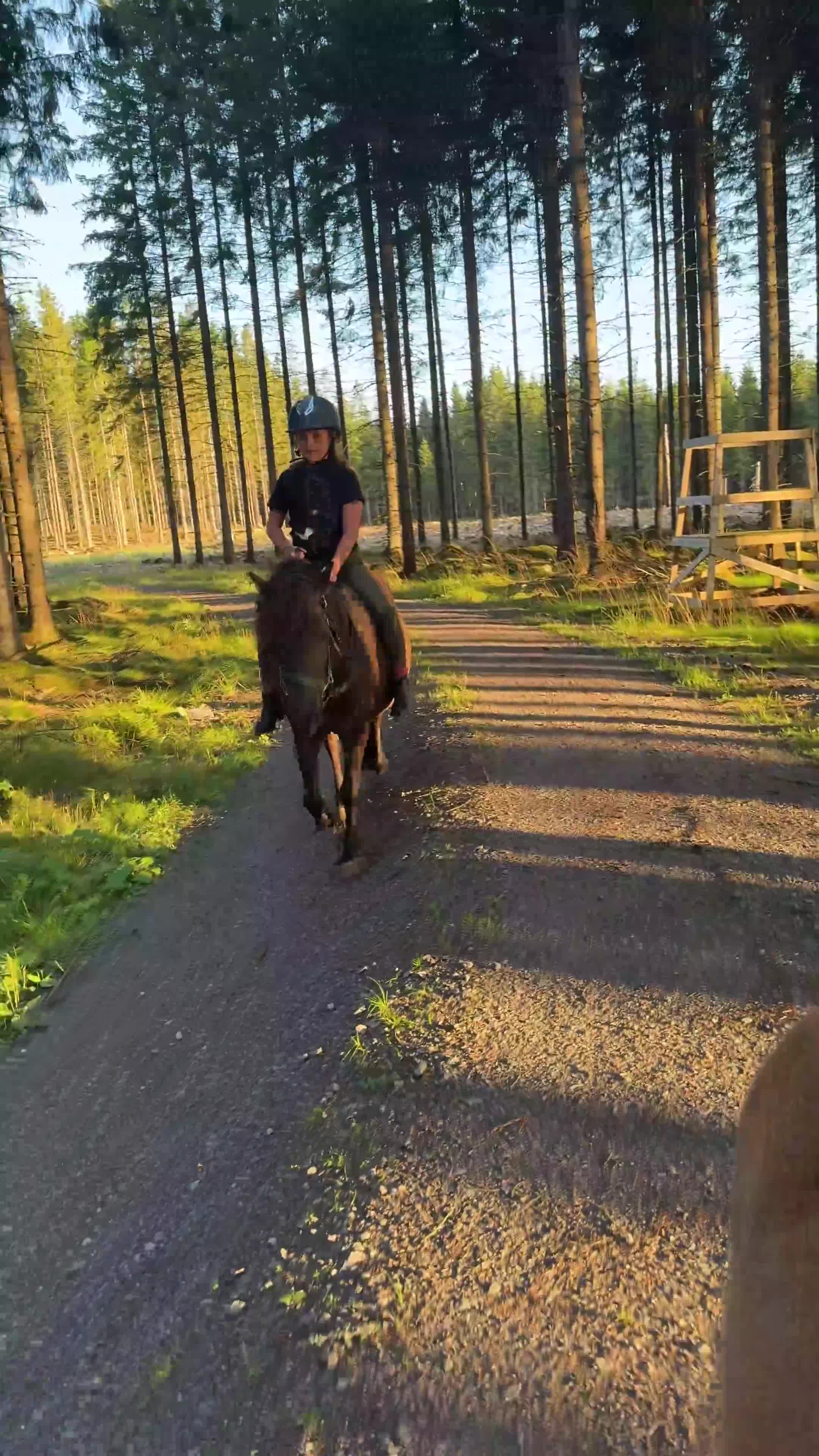 Allround hästar till salu: Snyggaste russet  - Video 1