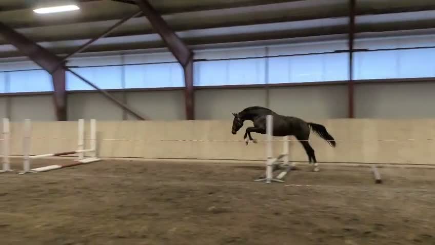 Hoppning hästar till salu: Snygg 2-åring! - Video 1