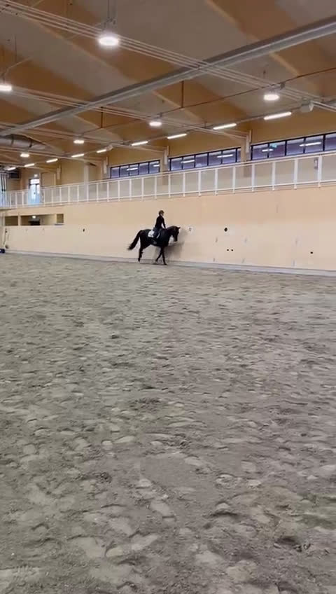 Dressyr hästar till salu: 4 årig dressyrvalack i Boden - Video 3