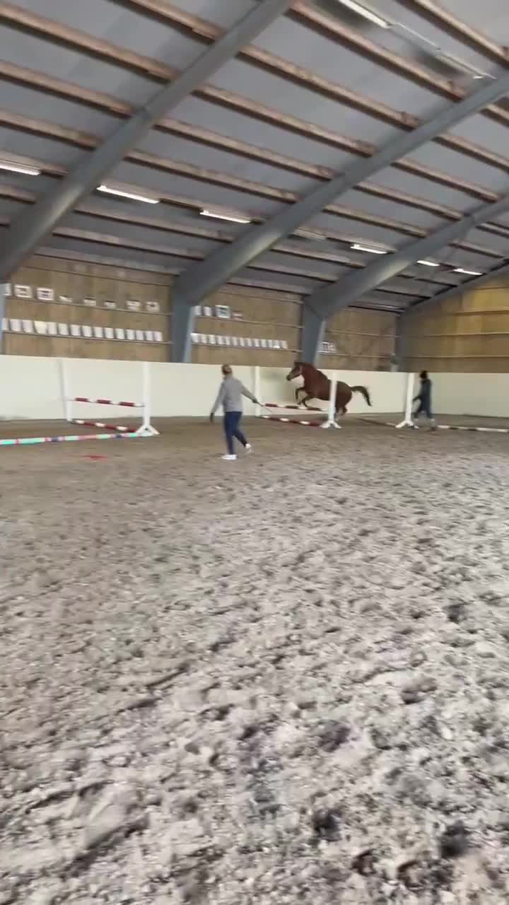 Hoppning hästar till salu: Trevligt sto e.Rimaro van de Looise Heide-Cortez - Video 1