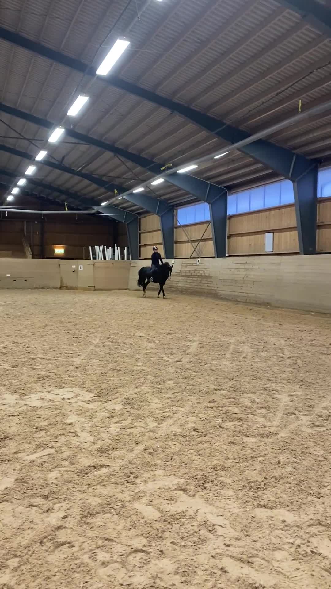 Allround hästar till salu: KWPN-valack söker lugnt och tryggt hem i Oskarshamn - Video 2