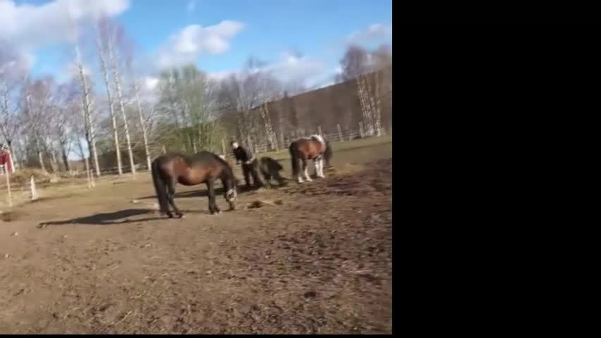 Allround hästar till salu: 5 Paso Fino ston/hingstar, en, fler el. foder - Video 1