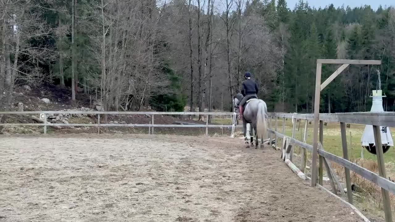 Allround hästar till salu: 5 årig dubbeltalang - Video 1
