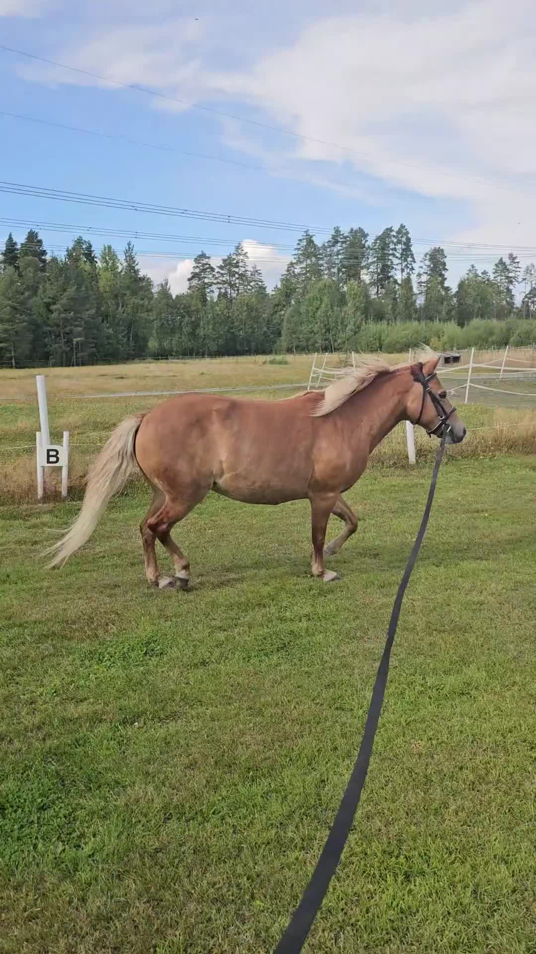 Övrigt hästar till salu: Gotlandsruss med minishettis på köpet i Ervalla - Video 2
