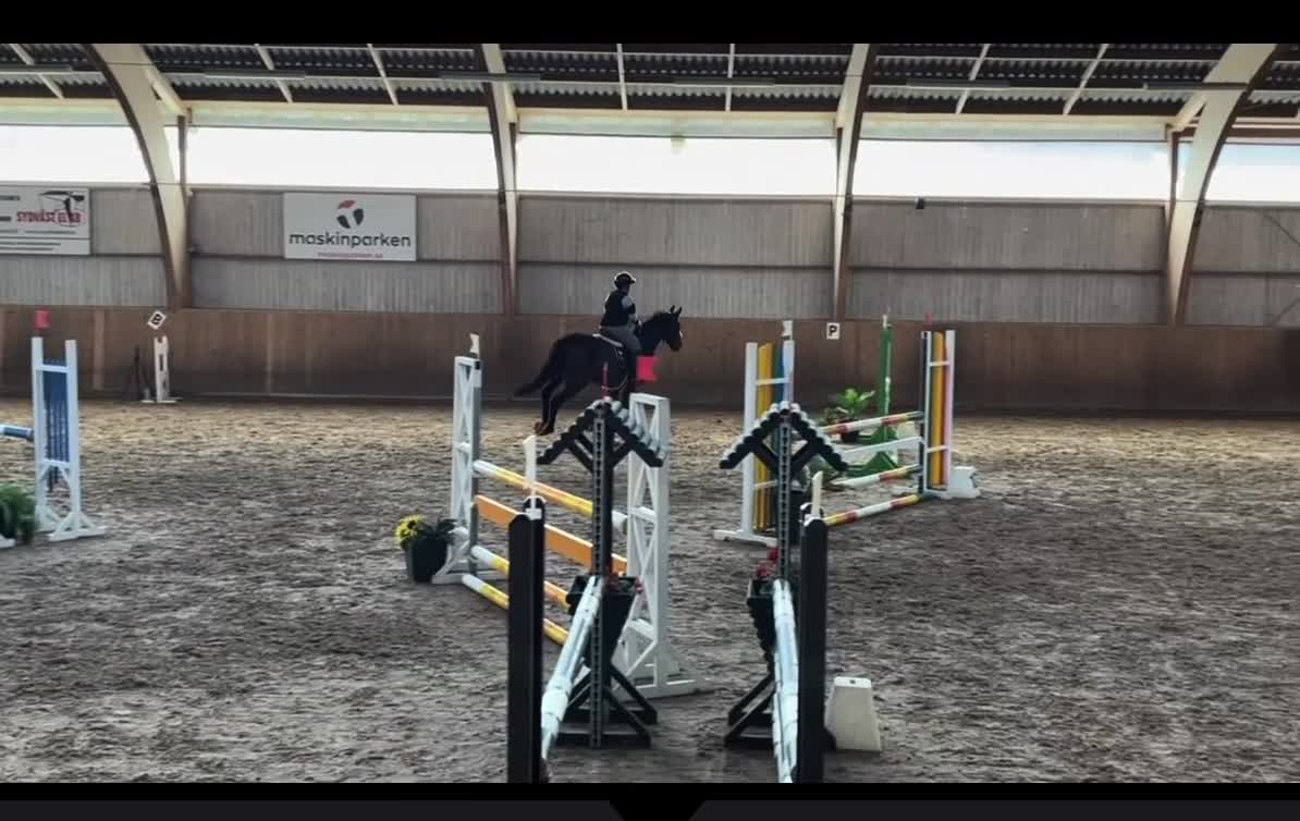 Allround hästar till salu: ⭐️TALANGFULLT STO MED DE LILLA EXTRA⭐️ - Video 2