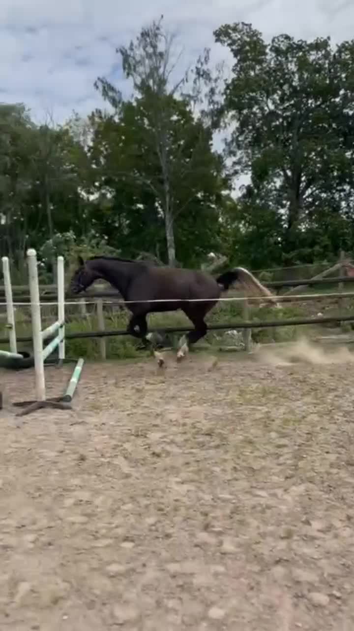  foderhäst finnes: Lovande unghäst söker hem på foder/lån i Odensbacken - Video 1