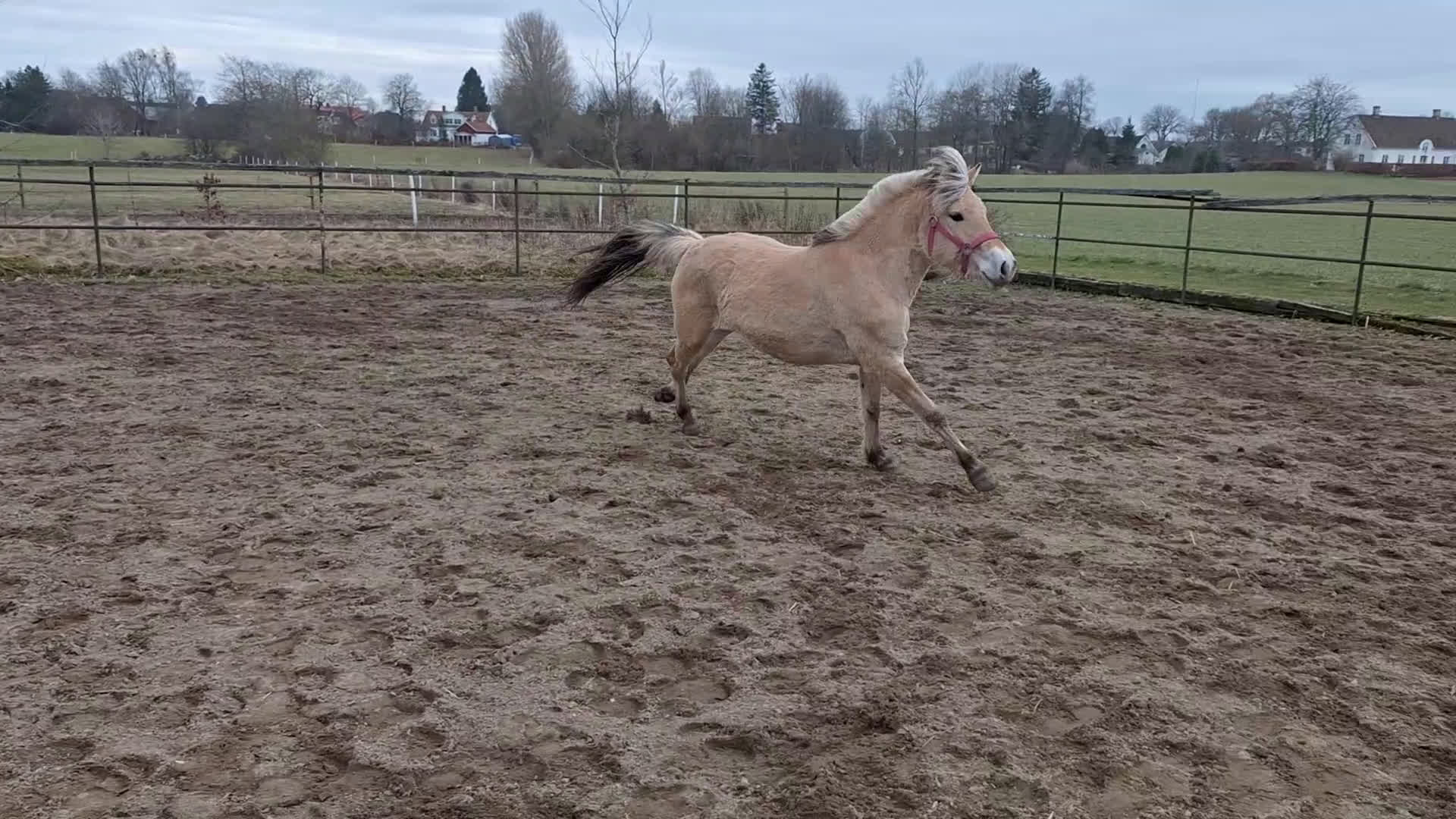 Allround hästar till salu: En 2 åring med fart. - Video 1