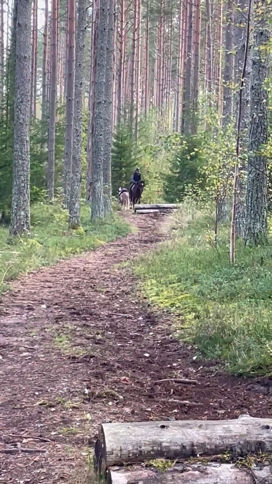 Dressyr hästar till salu: Trygg, bästa kompis i dressyr i Kil - Video 1