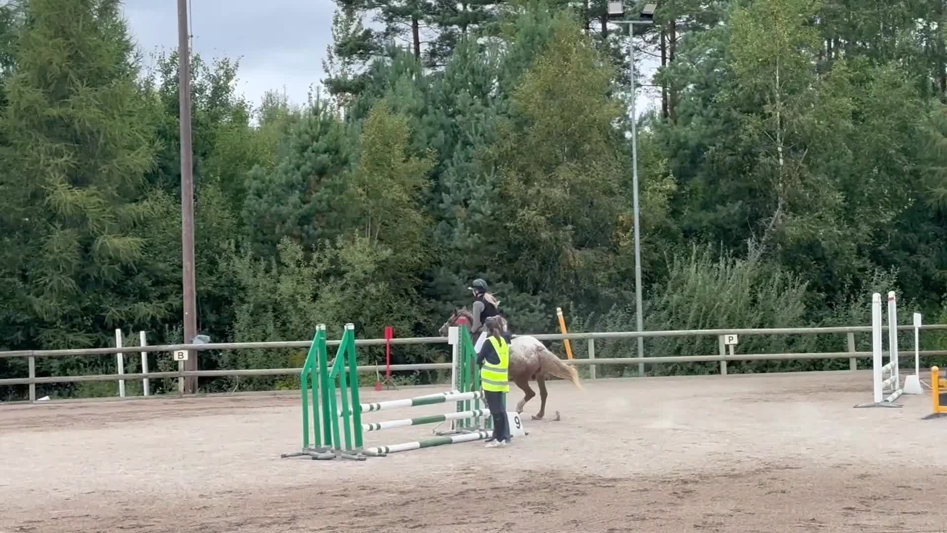 Hoppning hästar till salu: Lovande blivande rosettplockare  - Video 3